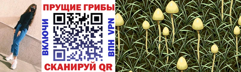 Галлюциногенные грибы Cubensis  shop состав  Лесосибирск 